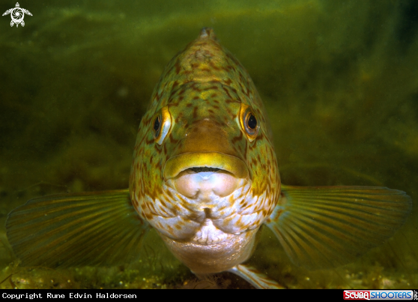 A Ballan wrasse