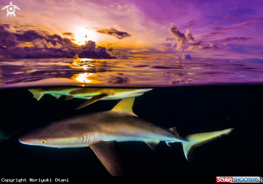 A Shark
