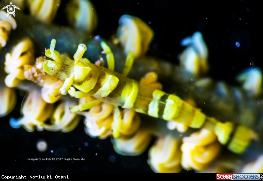 A Gorgonian pandaild shrimp 