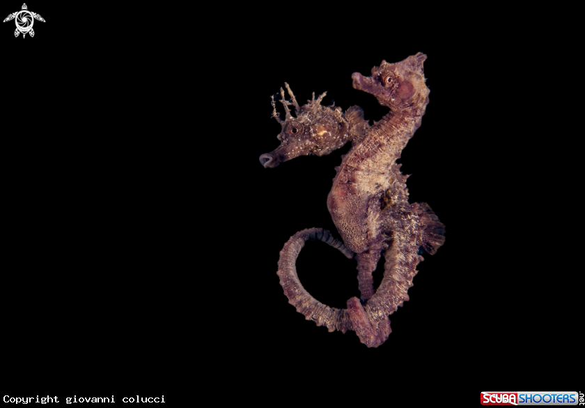 A cavaluccio marino