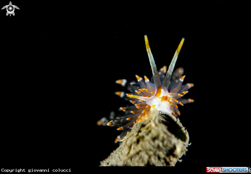 A nudibranchi