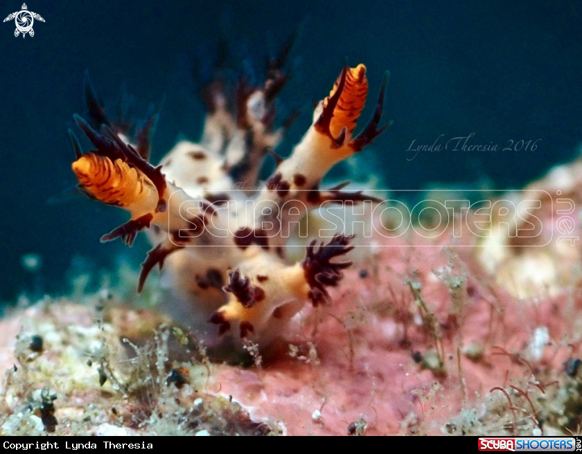 A Dendronotus regius