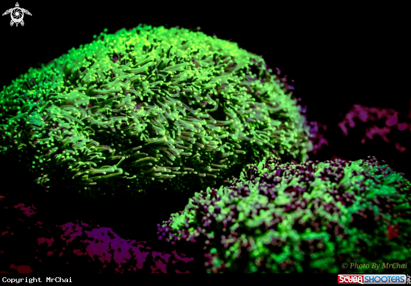 A Sea anemones