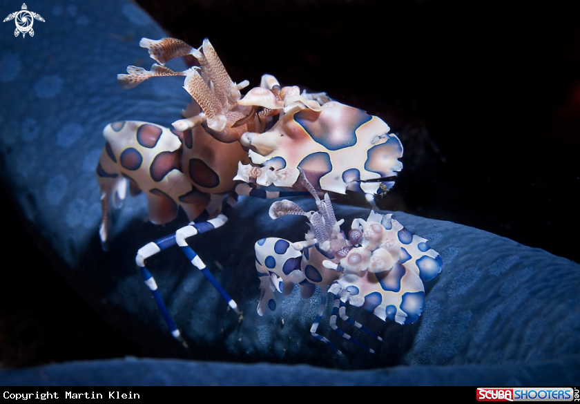 A Harlequin shrimp