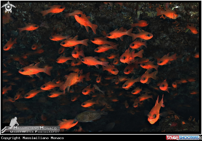 A Anthias