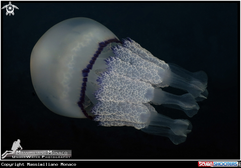 A Medusa polmone di mare