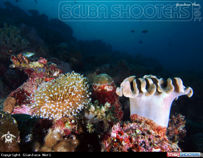 A Soft corals