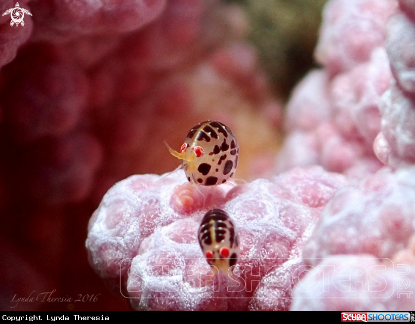 A Ladybug Amphipods