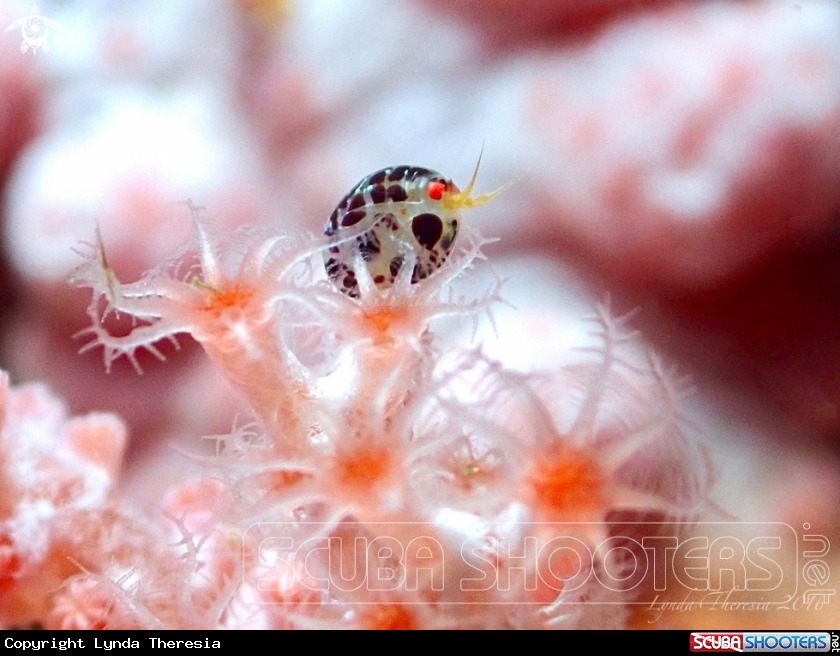 A Ladybug Amphipods