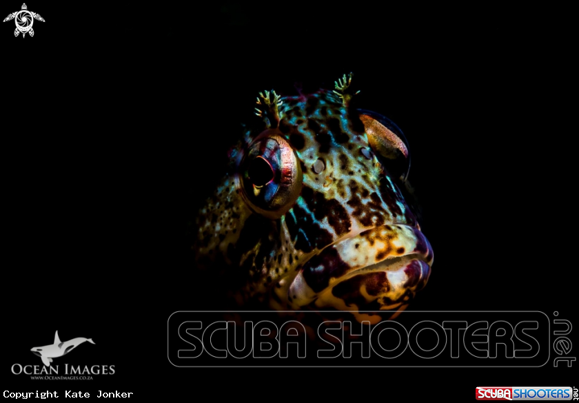 A Klipfish