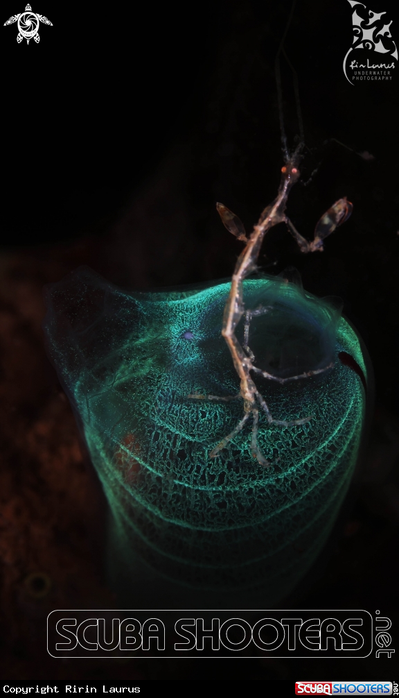 A Skeleton shrimp