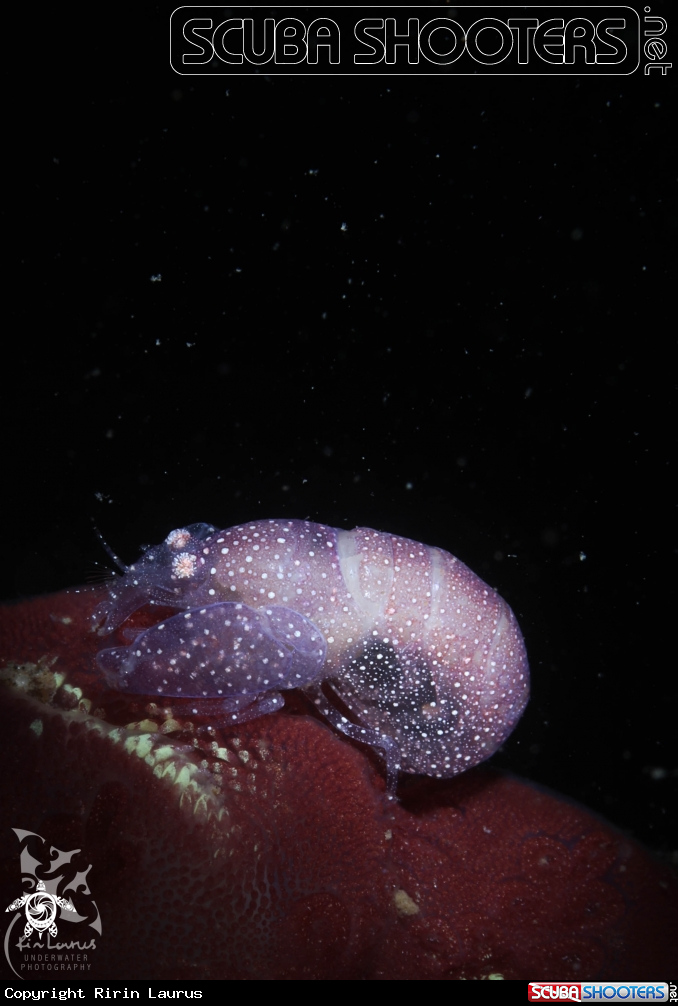 A Shrimp