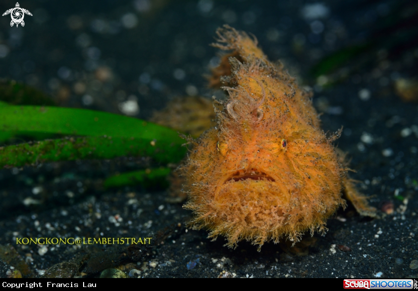 A Hairy Frogfish