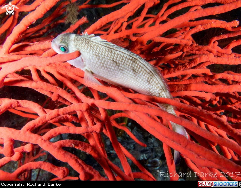 A Unknown Fish