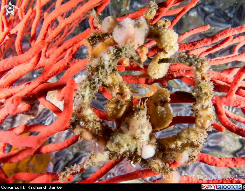 A Hotlips Spider Crab