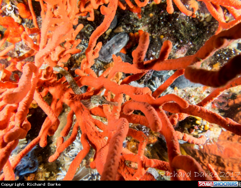 A Longsnout Pipefish