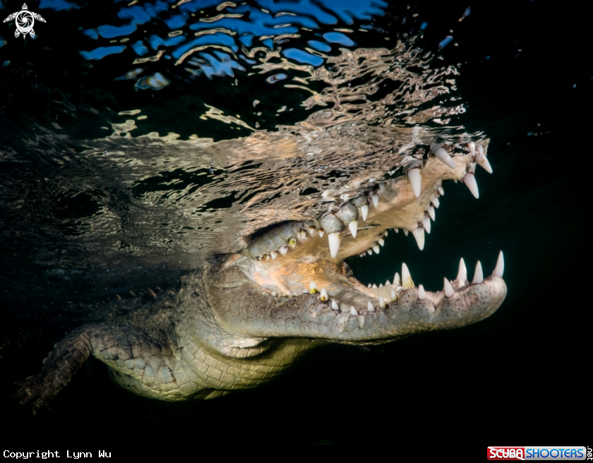 A Saltwater Crocodile