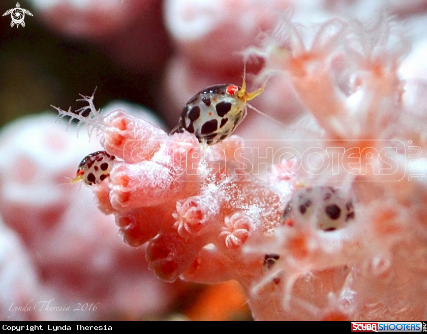 A Ladybug Amphipods