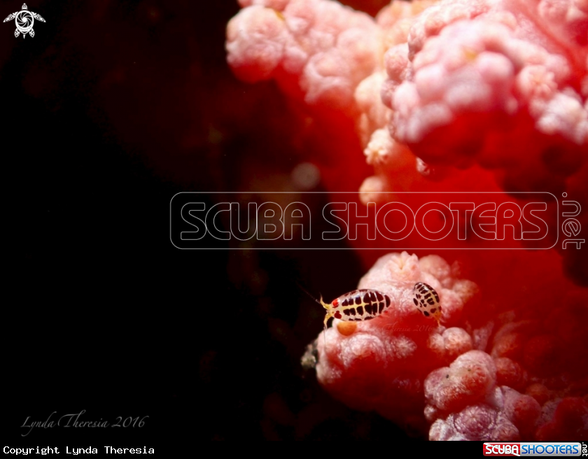 A Ladybug Amphipods