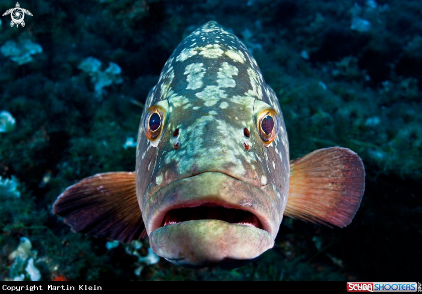 A Grouper