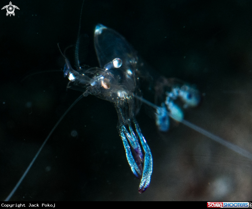 A Cleaner shrimp
