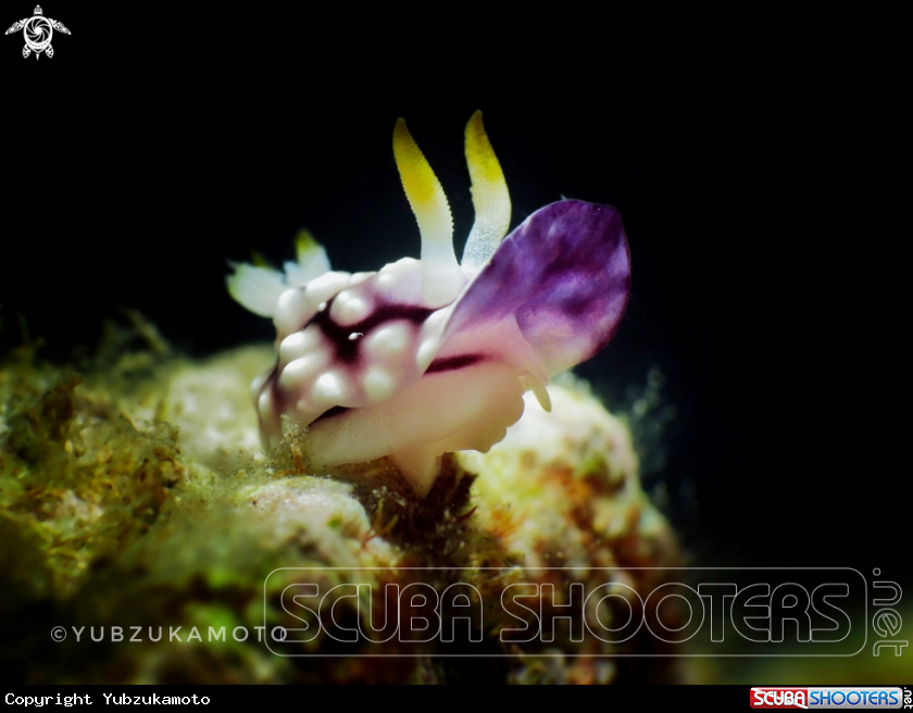 A goniobranchus geometricus