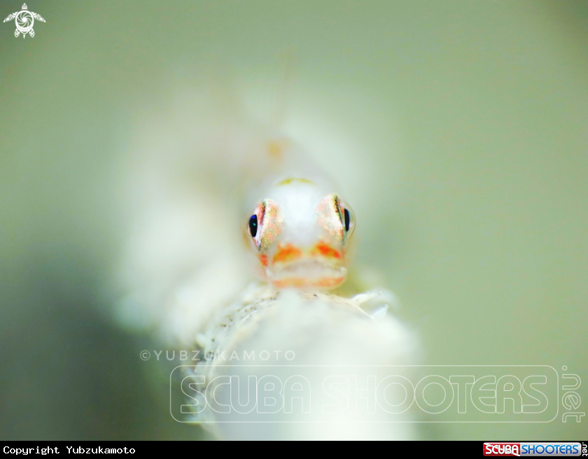 A Bryaninops yongei