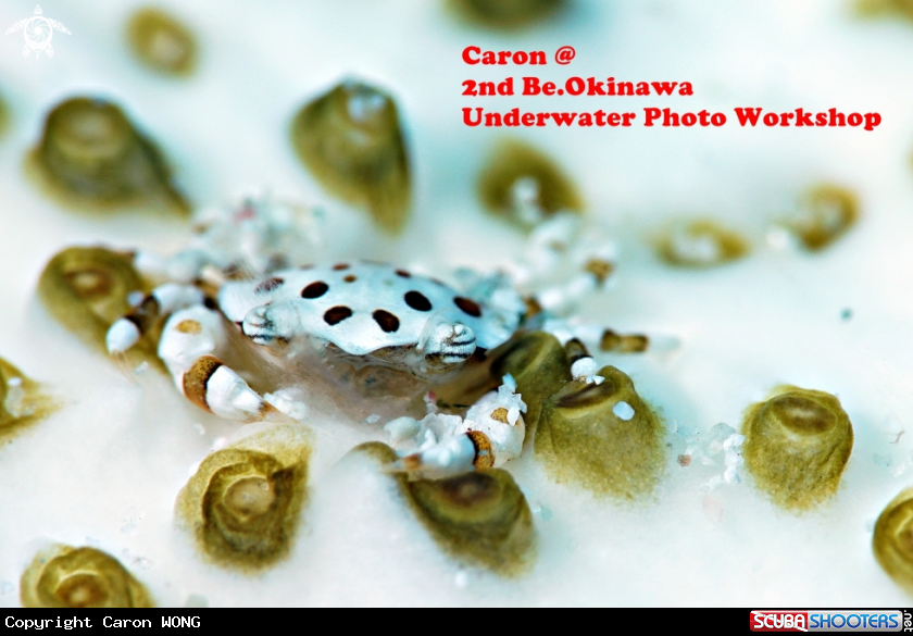 A Sea cucumber crab