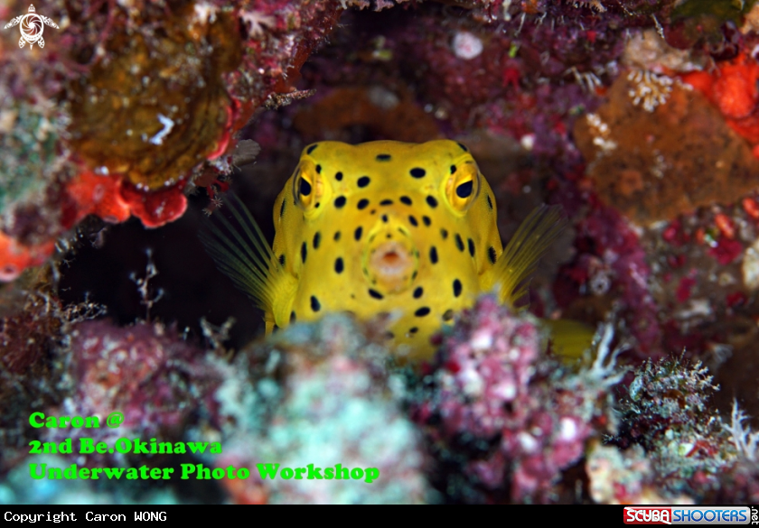 A box fish