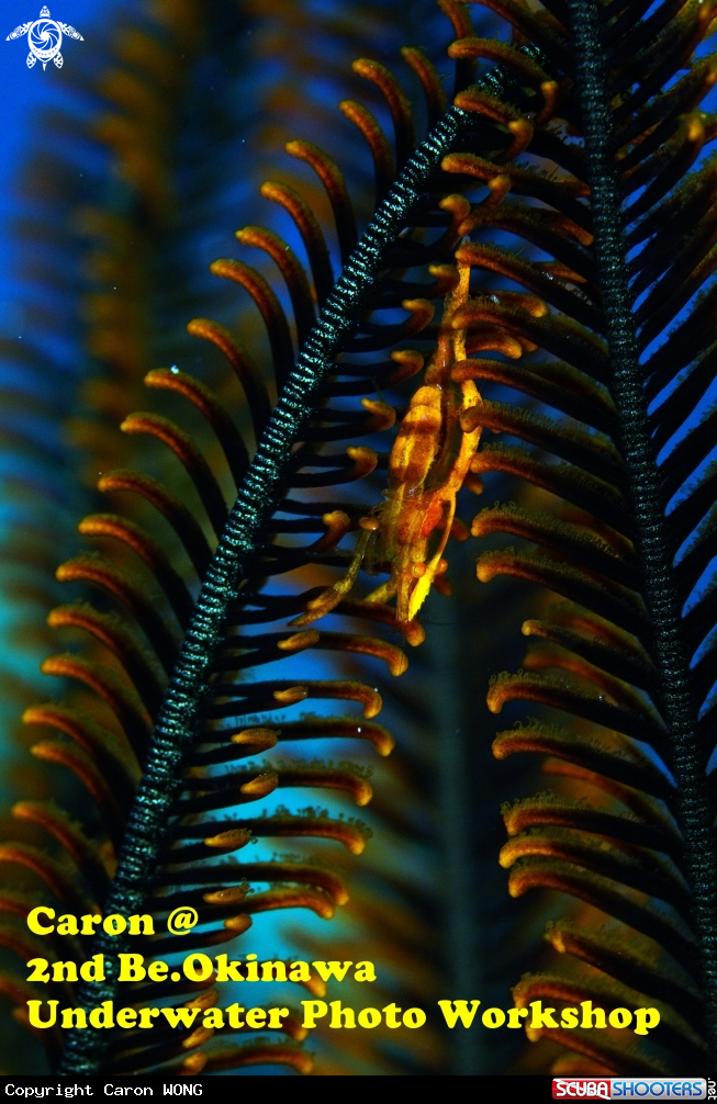 A feather starfish shrimp