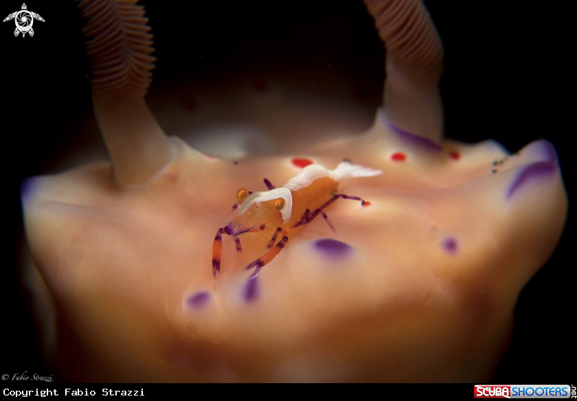 A Emperor shrimp