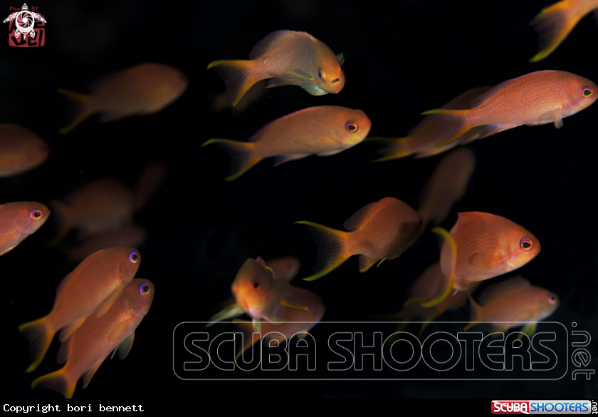 A Anthias