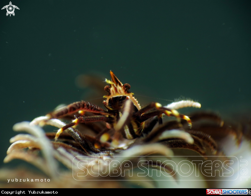 A Crinoid Squat Lobster