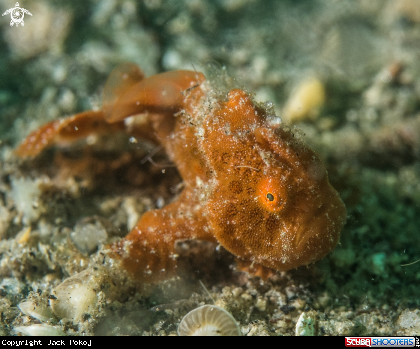 A Painted frogfish