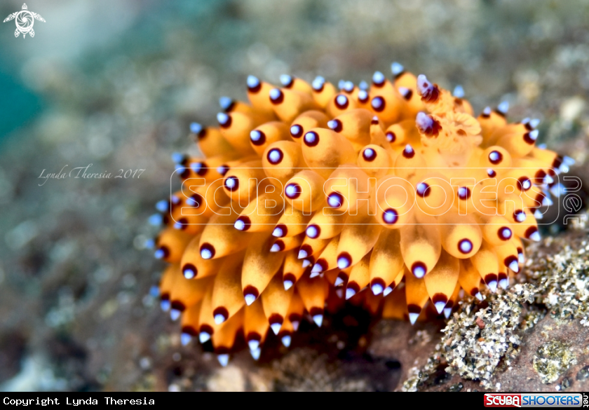 A Janolus sp.