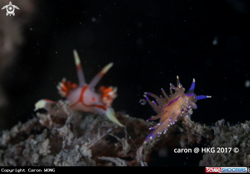 A Nudibranch