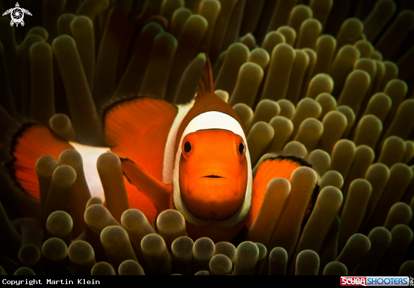 A Clownfish