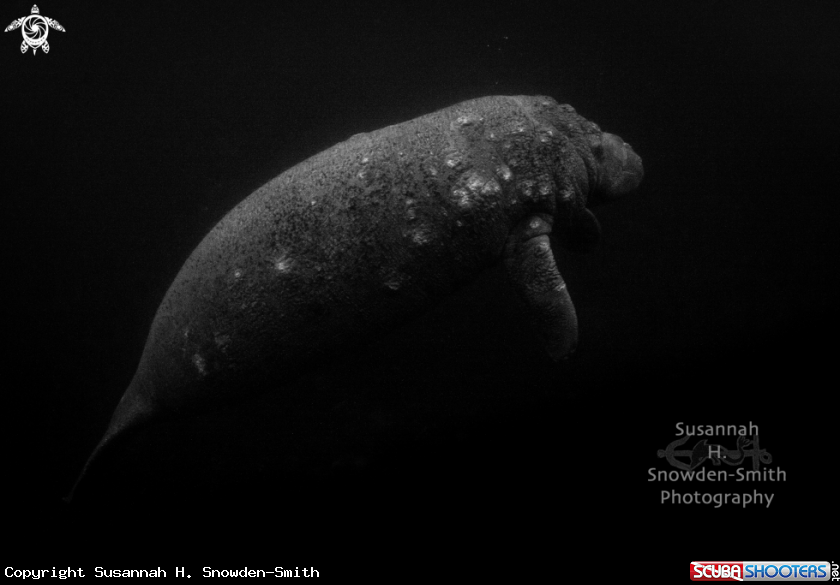 A Manatee