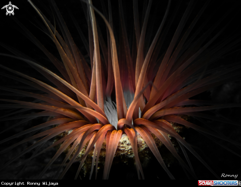 A Tube anemone
