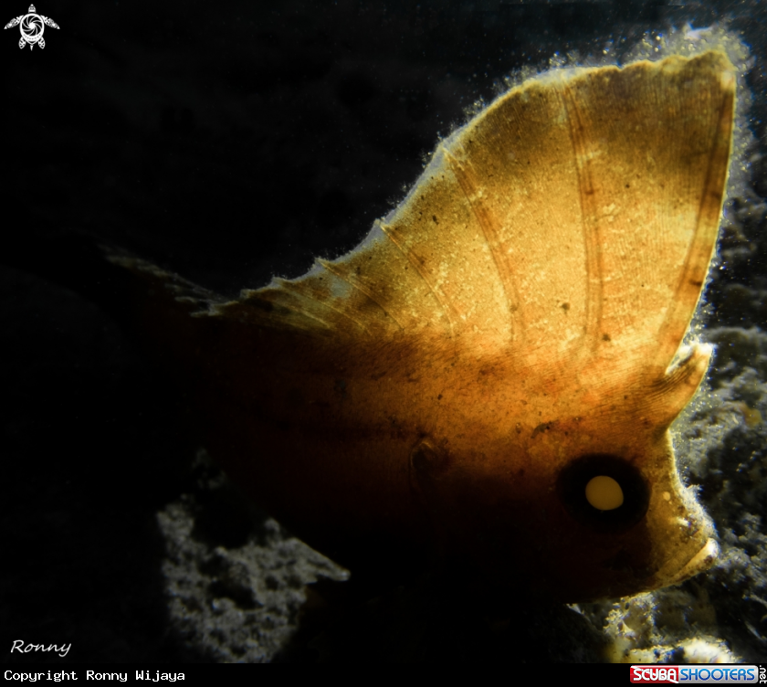 A Waspfish