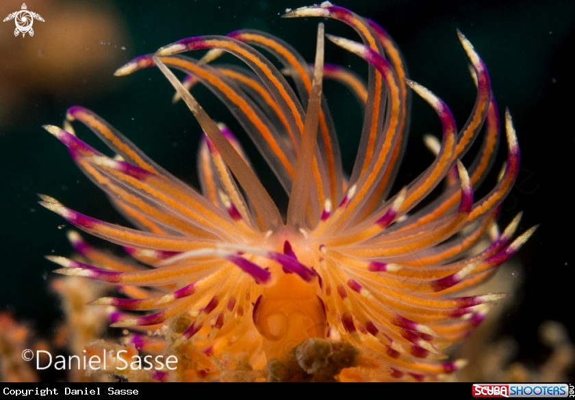 A Flabellina angelvaldesi 