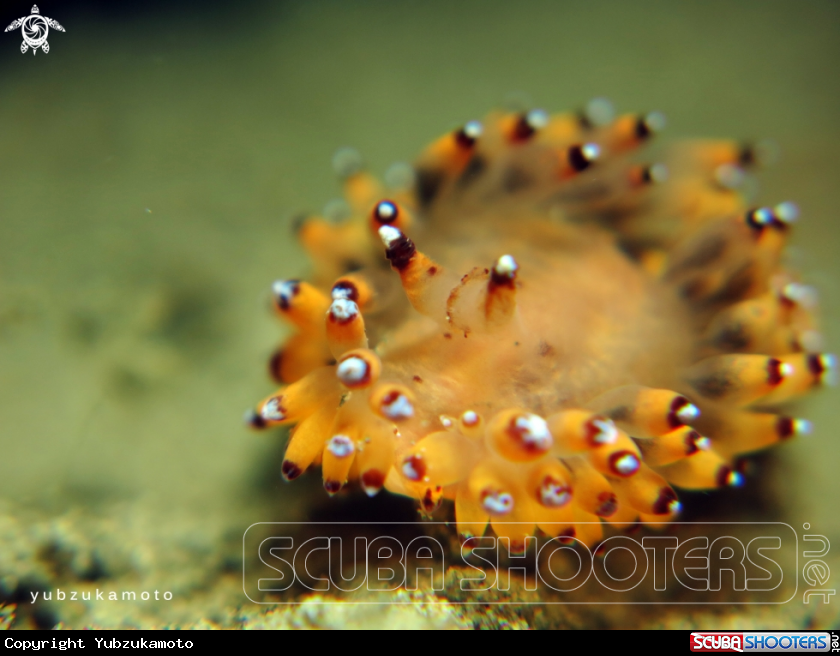 A janolus, sp