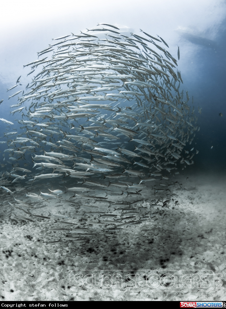 A Chevron Barracuda