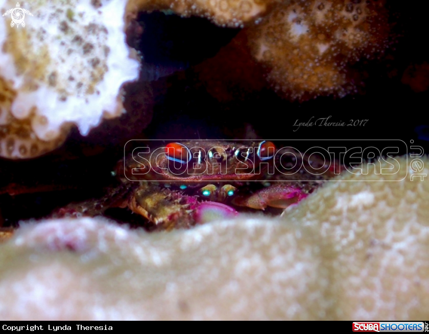 A Flat Rock Crab