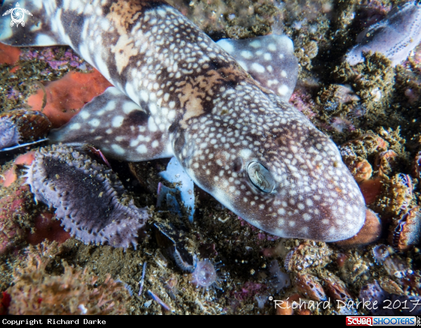 A Puffadder Shyshark