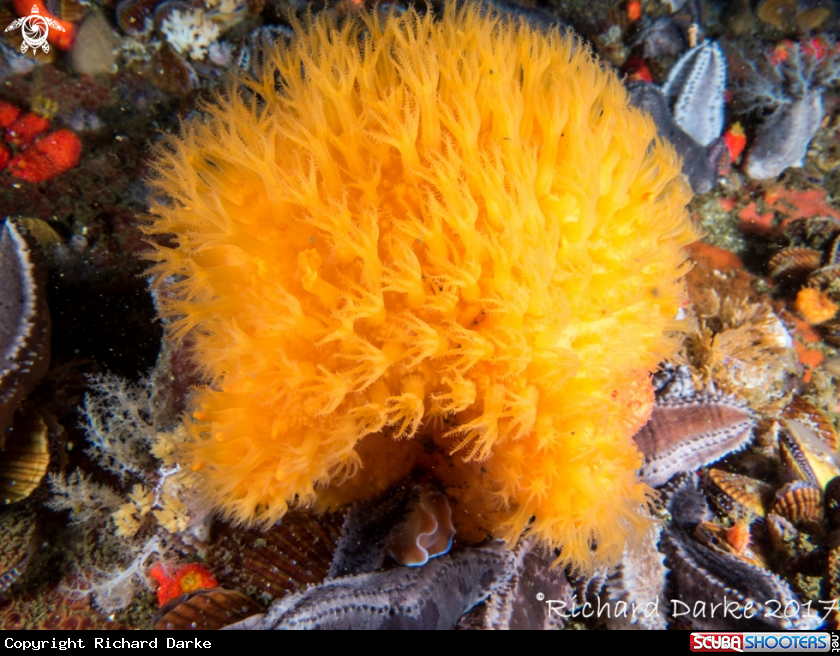 A Sunburst Soft Coral