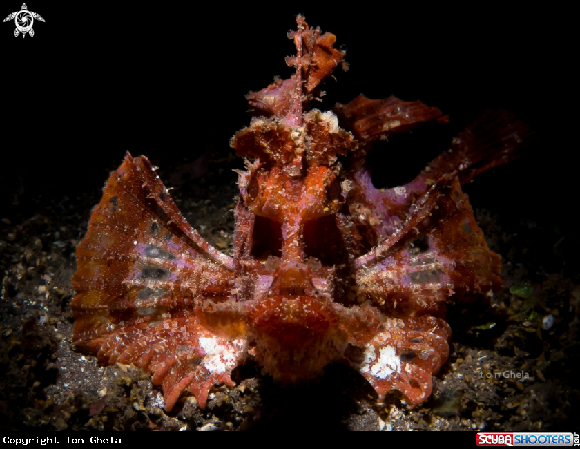 A Rhinopias