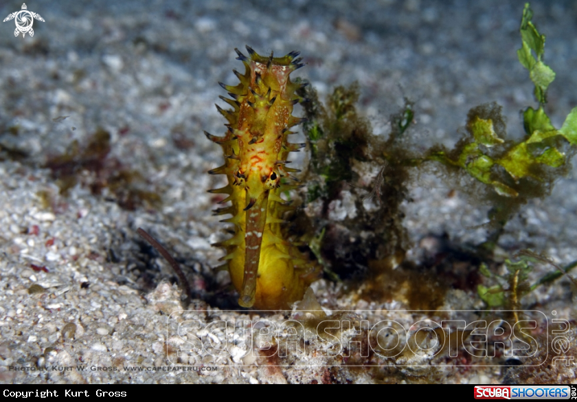 A Seahorse