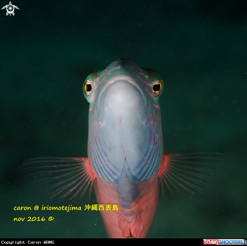 A Fish