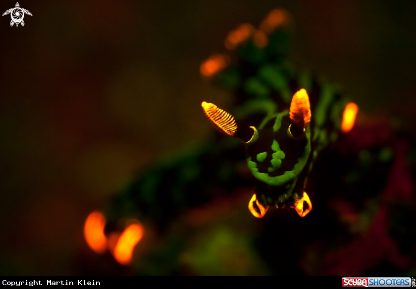 A Nudibranch